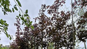 image-760