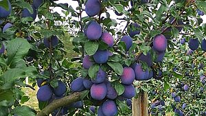 Image-1013
