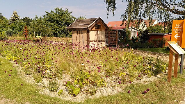 Bild: Pflanzung auf der Landesgartenschau in Beelitz 2022 220705_Pflanzung_Laga_LVGA_Großbeeren